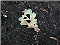Picture Title - one torn leaf