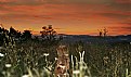 Picture Title - Dog staring at the red sky