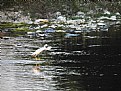 Picture Title - .....Arno river