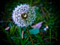 Picture Title - Beauty on green