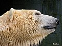 Picture Title - Polar bear