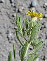 Picture Title - Golden Hairy Aster