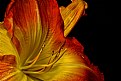 Picture Title - golden lily-close light