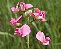 Picture Title - Sweet Pea