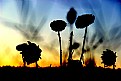 Picture Title - sunflowers at sunset II