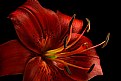 Picture Title - red oriental lily- close dark