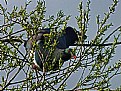 Picture Title - Wood Pigeon