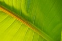 Picture Title - Banana Leaf II