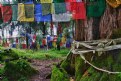 Picture Title - Sacred pine tree, Coronation throne complex -  Yuksom India