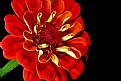 Picture Title - red zinnia
