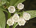 Picture Title - Lungwort