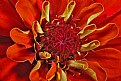 Picture Title - red zinnia 2