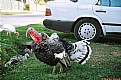 Picture Title - A turkey