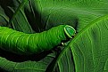 Picture Title - caterpillar