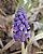 Grape Hyacinth