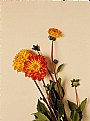 Picture Title - small dahlias