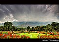 Picture Title - Chashmeshahi gardens, Kashmir