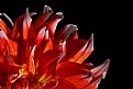 Picture Title - dahlia 5