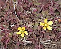 Picture Title - Yellow Wood Sorrel