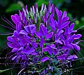 Picture Title - cleome on the dark side