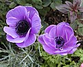 Picture Title - Blue Poppy