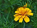 Picture Title - gold marigold