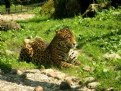 Picture Title - Contemplating jaguar