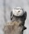 Snowy Owl