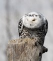 Picture Title - Snowy Owl
