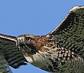 Picture Title - Red Tailed Hawk Closeup
