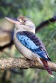 Picture Title - Kookaburra