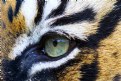 Picture Title - Eye of the Tiger