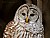 Barred Owl