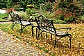 Picture Title - Park Benches