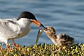 Picture Title - Feeding The Baby