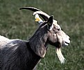 Picture Title - a goat