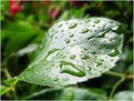 Picture Title - a leaf in the rain