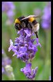 Picture Title - Garden Bee