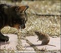 Picture Title - Cat&Mouse