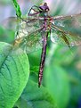 Picture Title - Early Morning Dragonfly