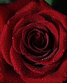 Picture Title - "A Rose"