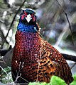 Picture Title - pheasant