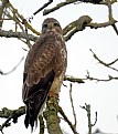 Picture Title - Red kite