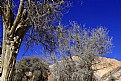 Picture Title - Trees  &  Mountain