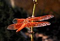 Picture Title - Dragon Fly