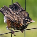 Picture Title - Baby Robin