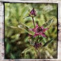 Picture Title - Marsh Cinquefoil (Potentilla palustris)