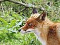 Picture Title - Fox