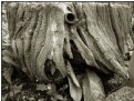 Picture Title - eye stump