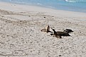 Picture Title - Fur seals